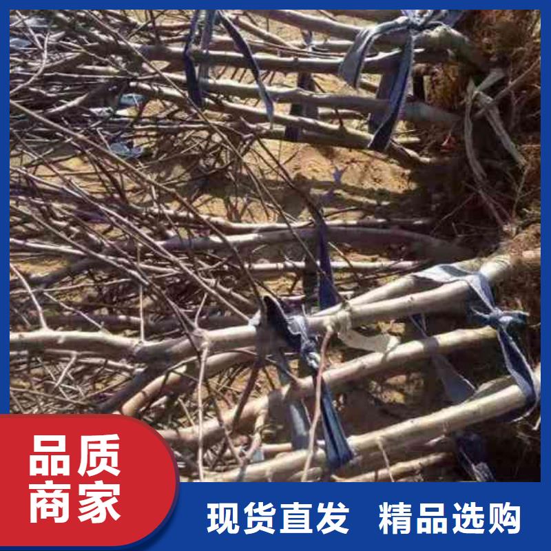 苹果苗核桃苗设备齐全支持定制