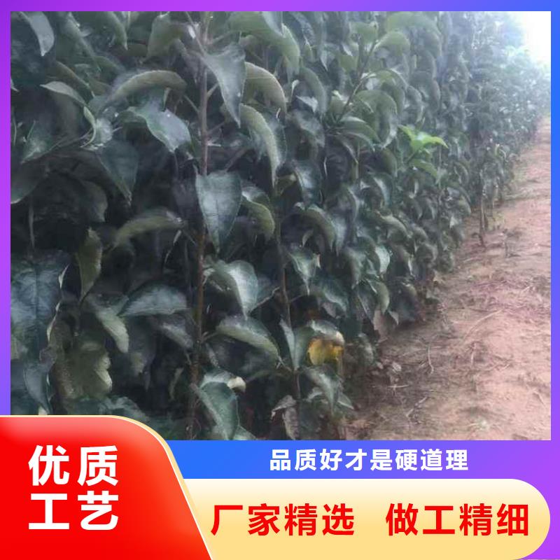 苹果苗核桃苗设备齐全支持定制