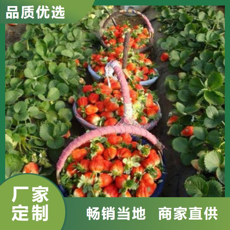 草莓苗桃树苗做工精细