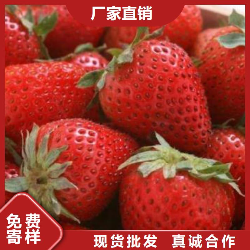 草莓苗桃树苗做工精细