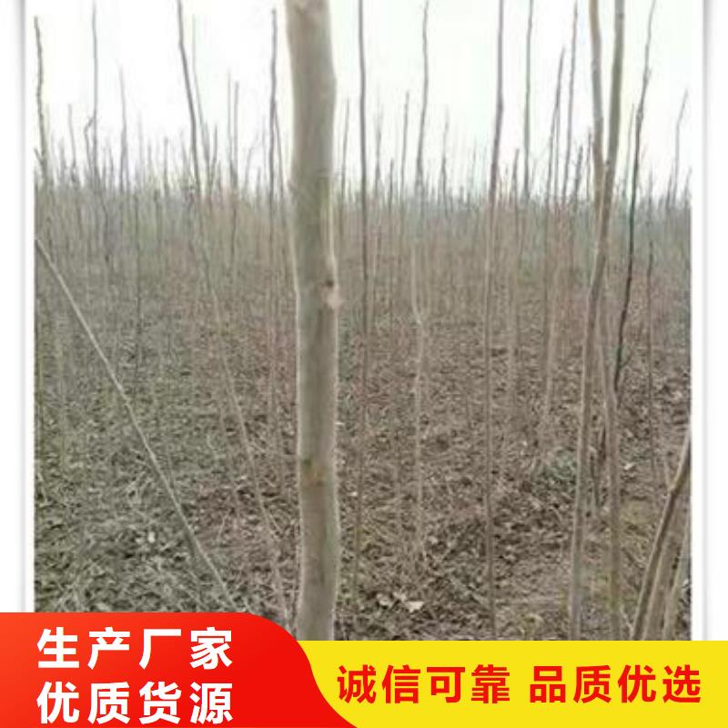 香椿苗桃树苗优选原材