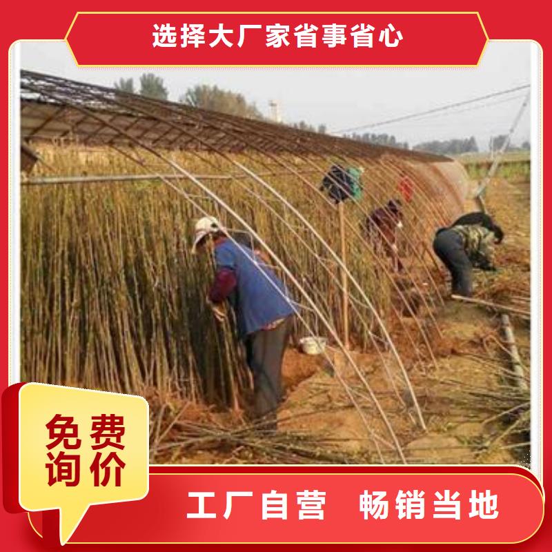 香椿苗桃树苗优选原材