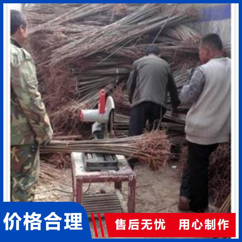 香椿苗桃树苗优选原材