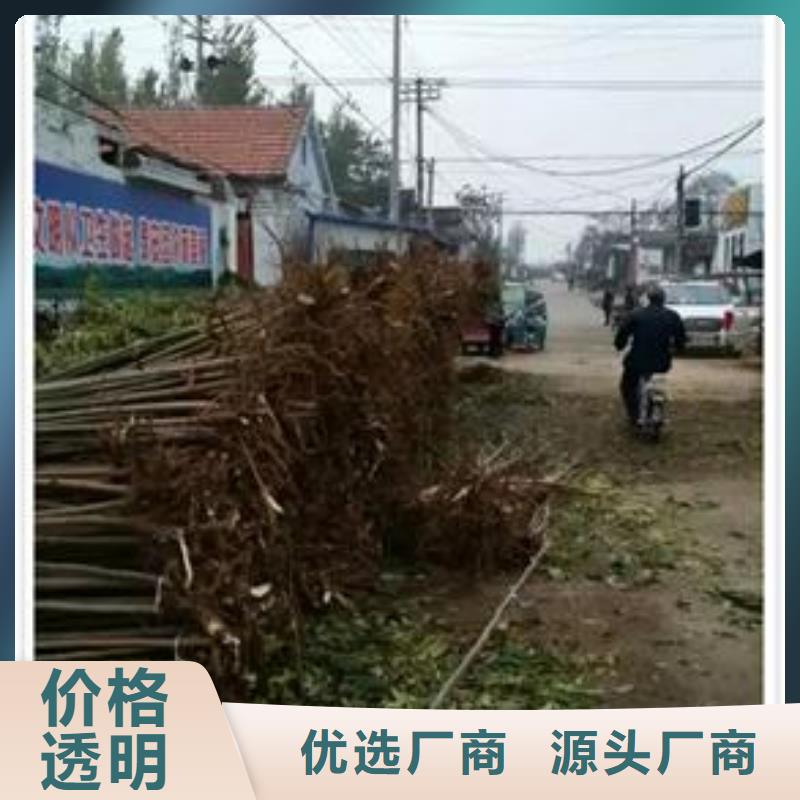 香椿苗桃树苗优选原材