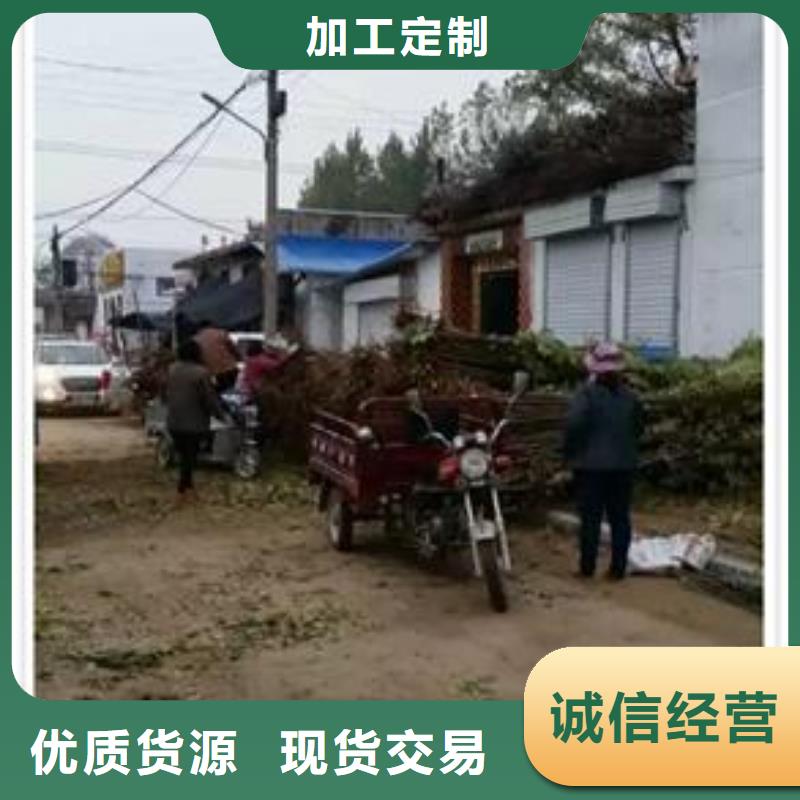 香椿苗桃树苗优选原材