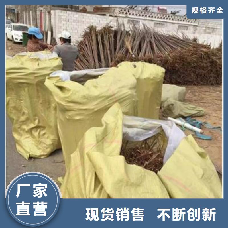香椿苗桃树苗优选原材