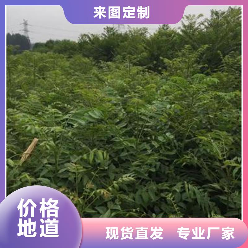 香椿苗桃树苗优选原材