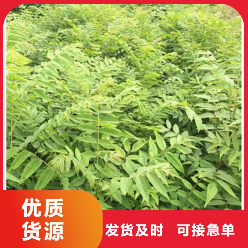 香椿苗桃树苗优选原材