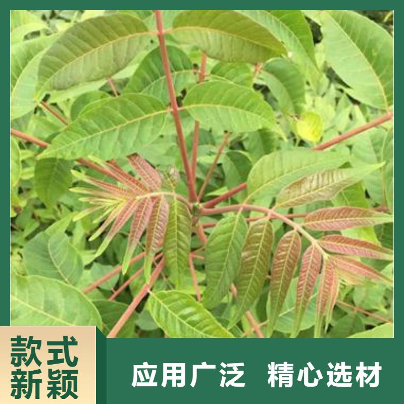 香椿苗桃树苗优选原材