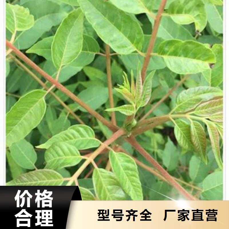 香椿苗桃树苗优选原材