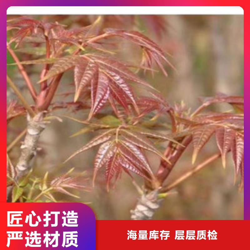 香椿苗桃树苗优选原材