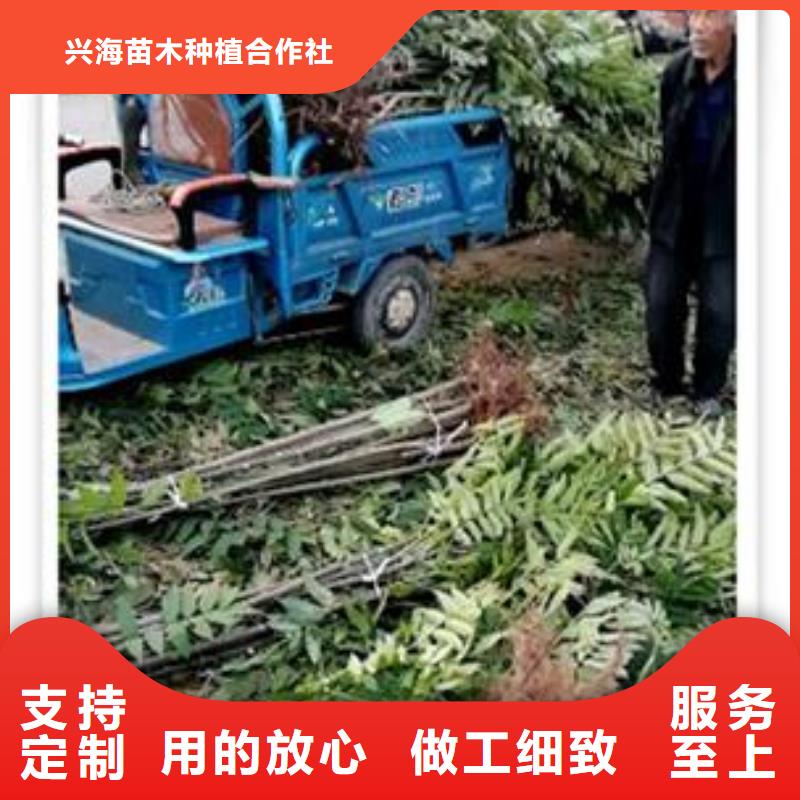 香椿苗桃树苗优选原材