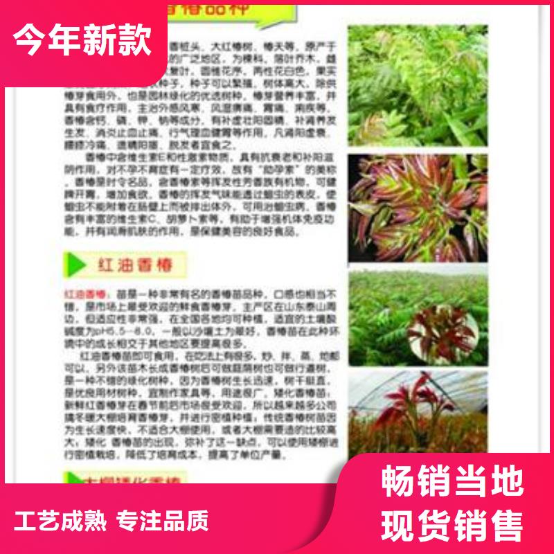 香椿苗桃树苗优选原材