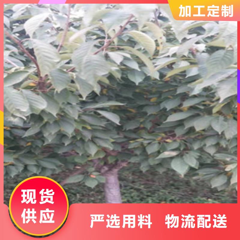 樱花核桃苗樱花苗长果桑树苗产品性能