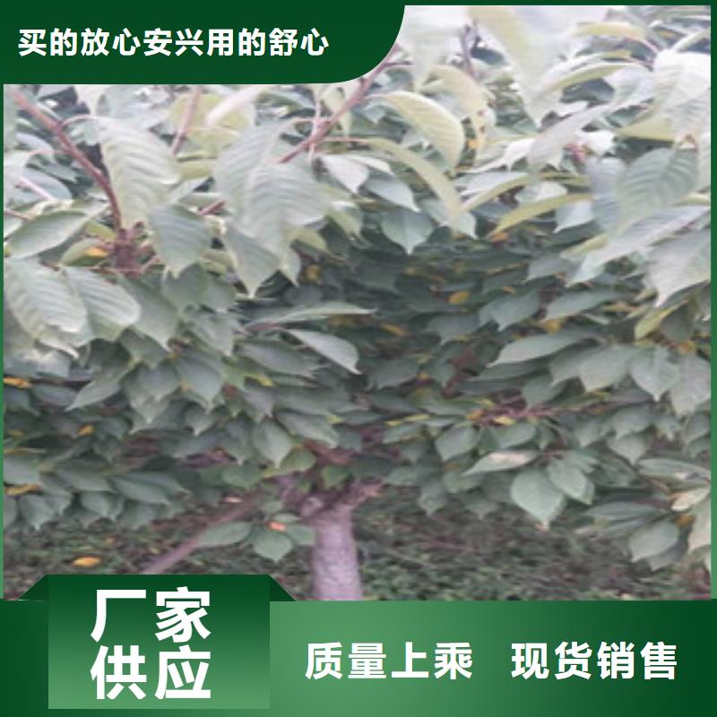 【樱花占地果树现货交易】