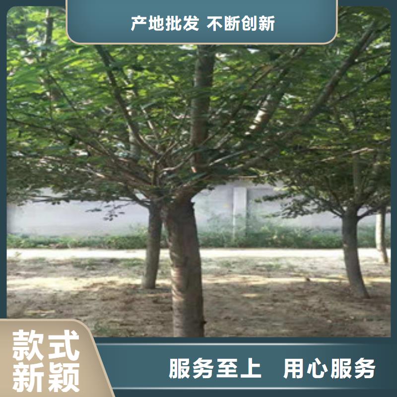 樱花核桃苗樱花苗长果桑树苗产品性能