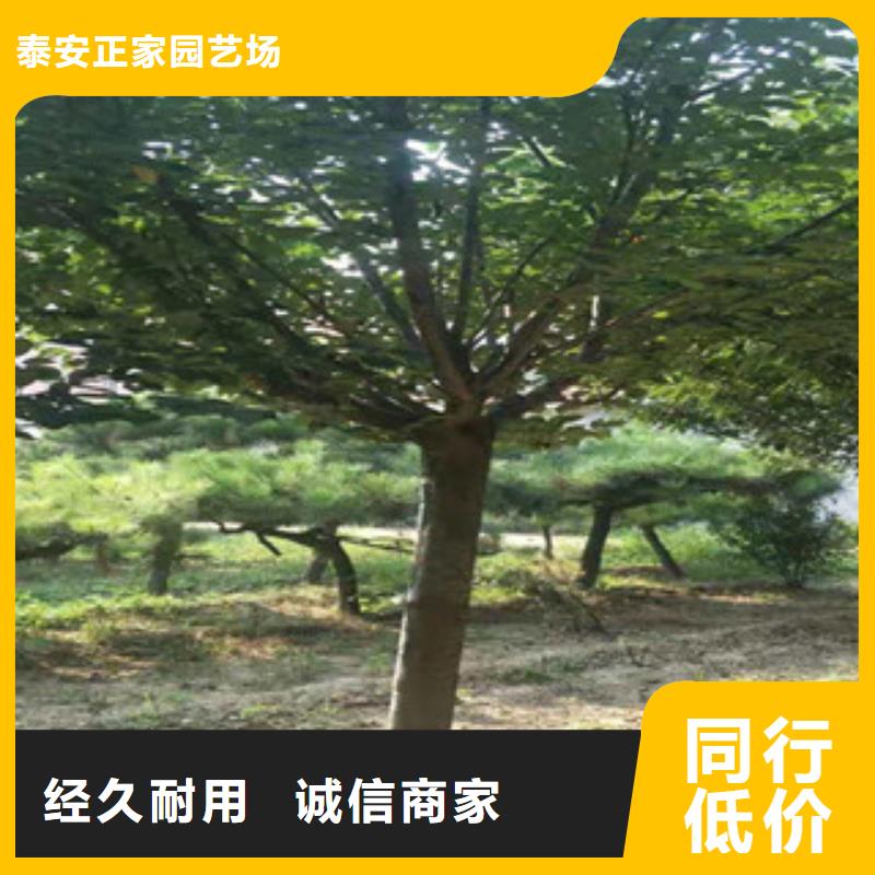 樱花占地果树源头厂商