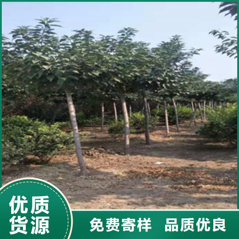 【樱花占地果树现货交易】