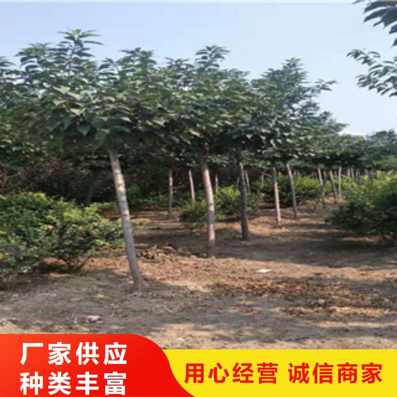 樱花占地果树源头厂商