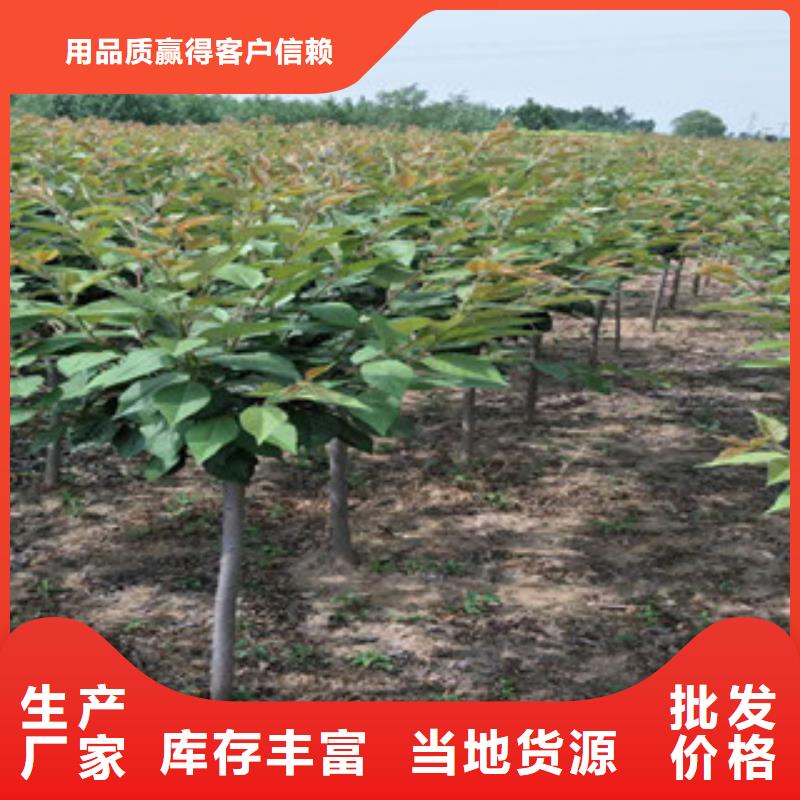 樱花【国槐】厂家现货供应