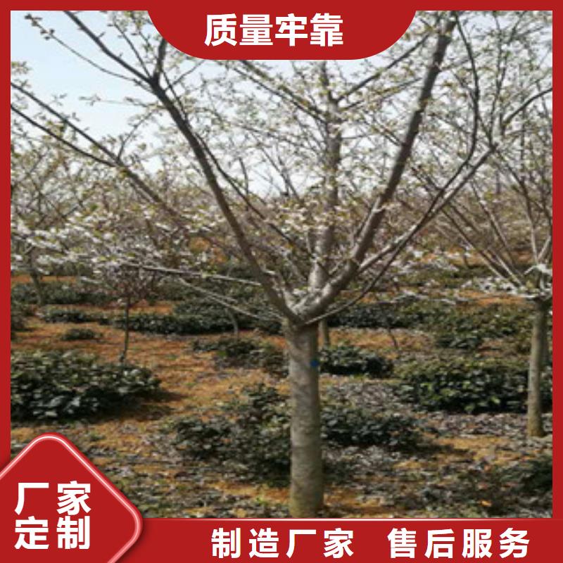 樱花占地果树精工细致打造