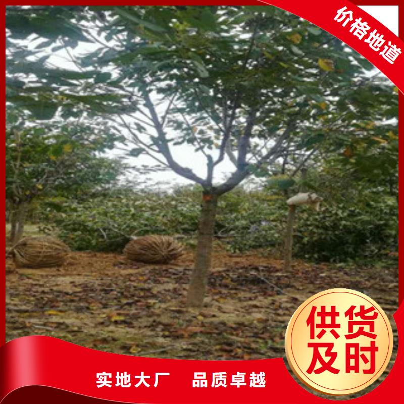 樱花占地果树精工细致打造