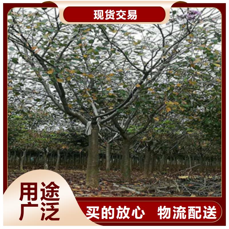 樱花占地果树源头厂商