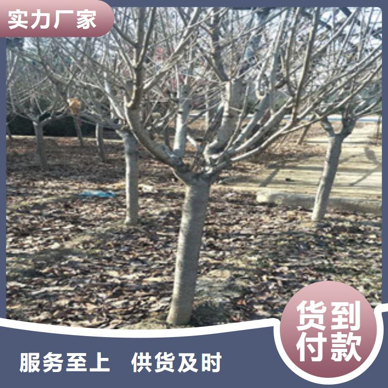 樱花【国槐】厂家现货供应
