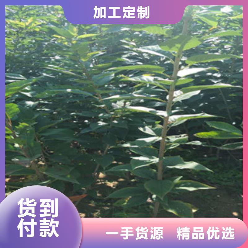 樱花占地果树精工细致打造