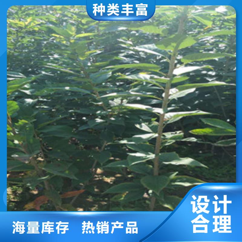 樱花【国槐】厂家现货供应
