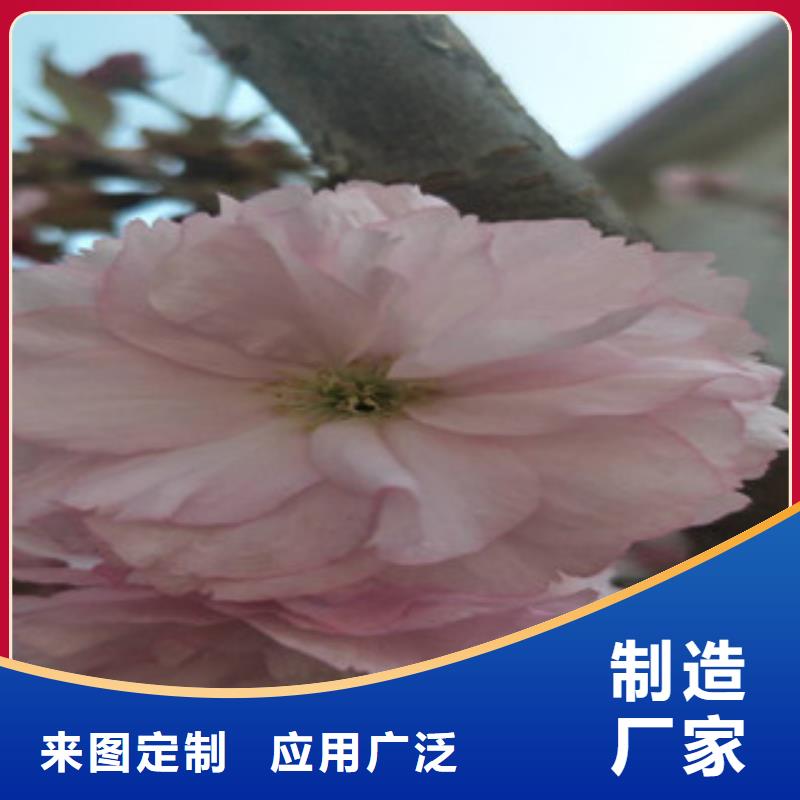 樱花核桃苗樱花苗长果桑树苗产品性能