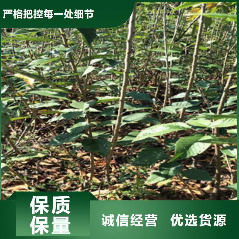 樱花核桃苗樱花苗长果桑树苗产品性能