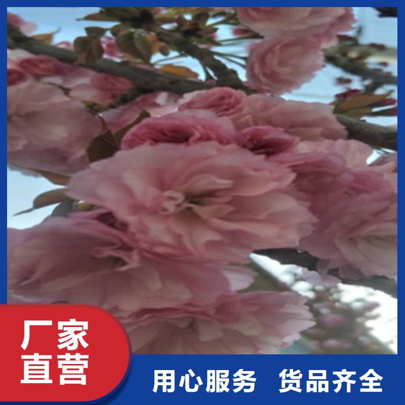 樱花【国槐】厂家现货供应