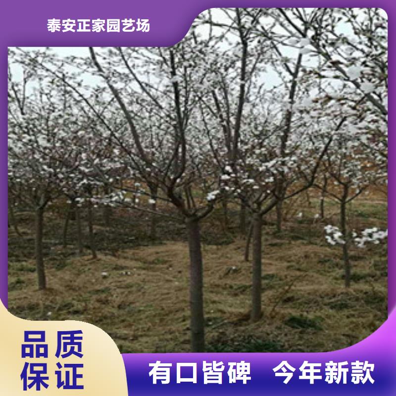 樱花【国槐】厂家现货供应