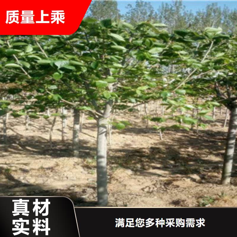 樱花【国槐】厂家现货供应