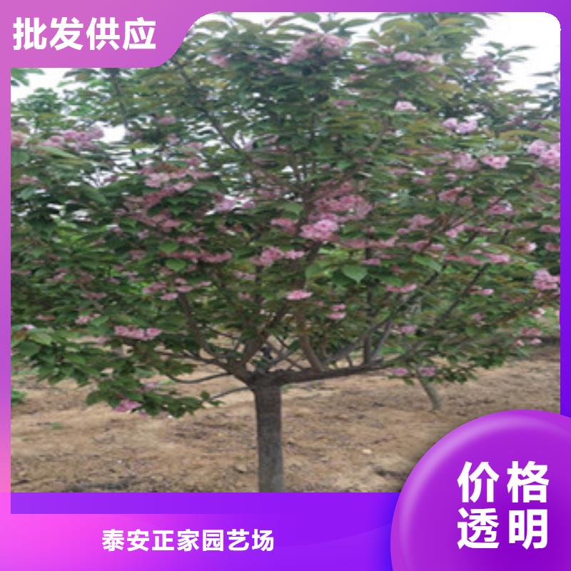 【樱花占地果树现货交易】