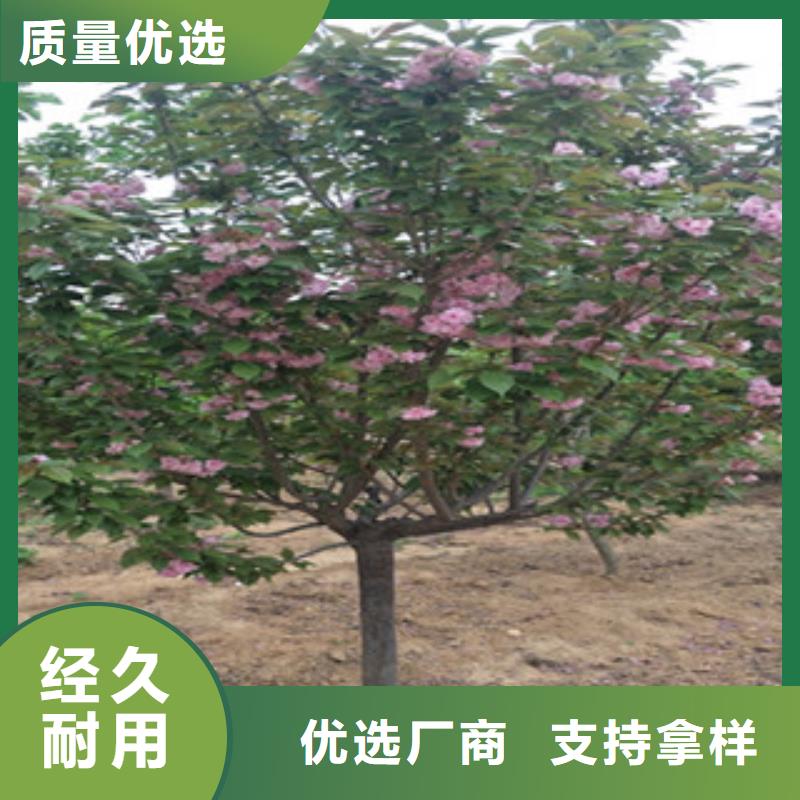 樱花【国槐】厂家现货供应