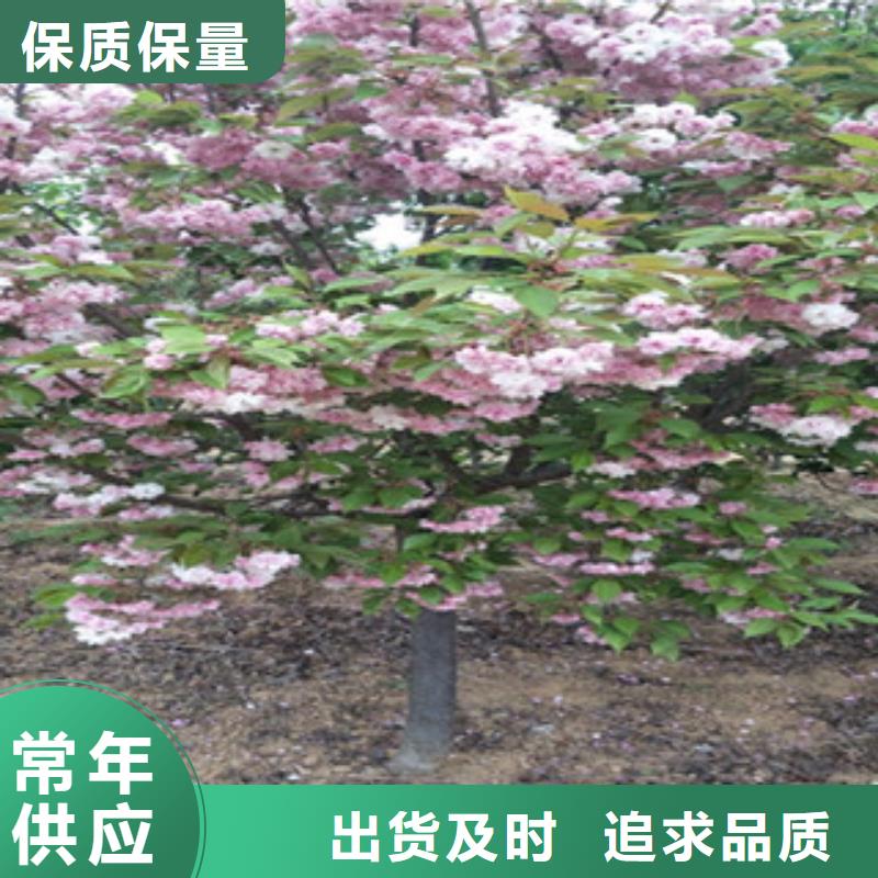 樱花占地果树源头厂商