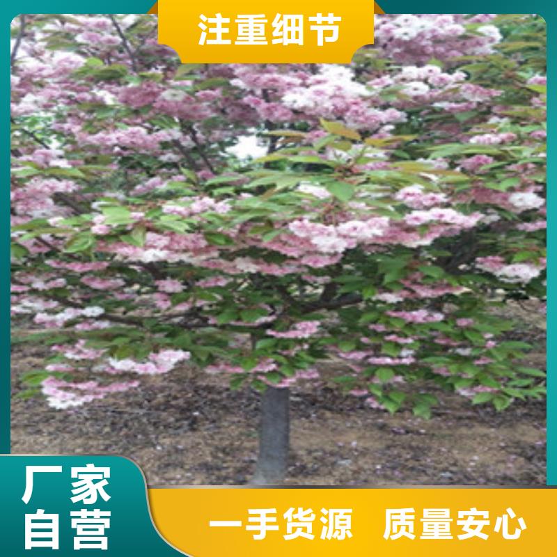 【樱花占地果树现货交易】