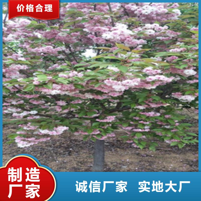 樱花核桃苗樱花苗长果桑树苗产品性能