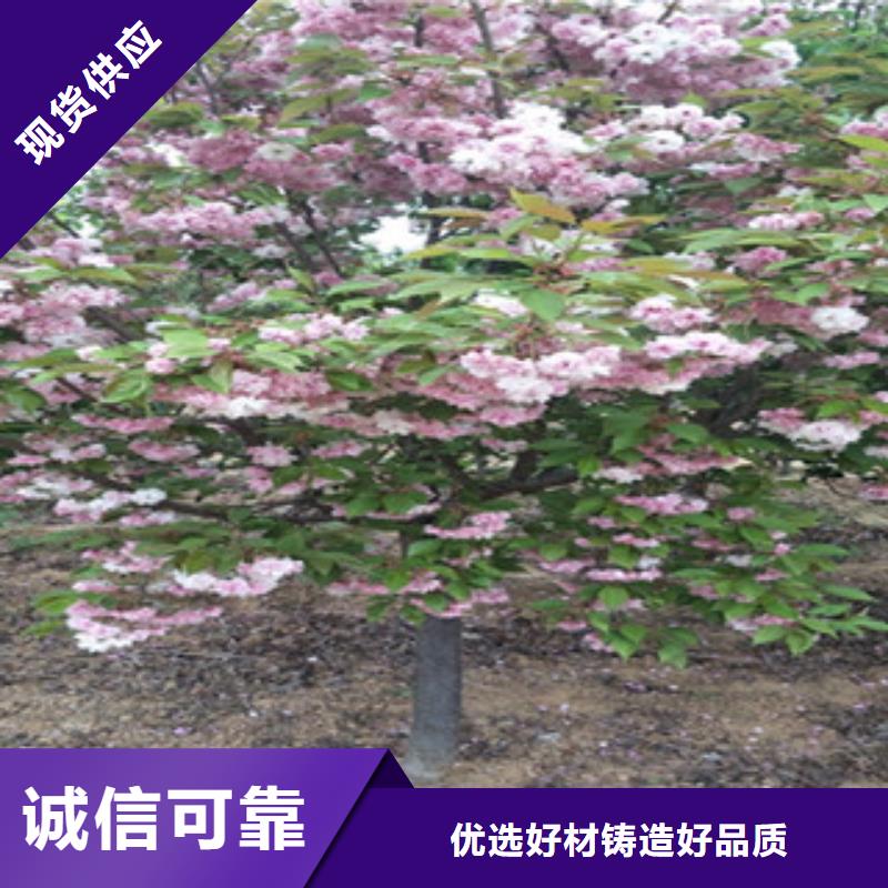 樱花占地果树精工细致打造