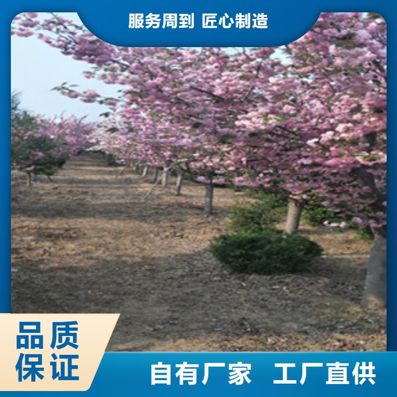 樱花核桃苗樱花苗长果桑树苗产品性能