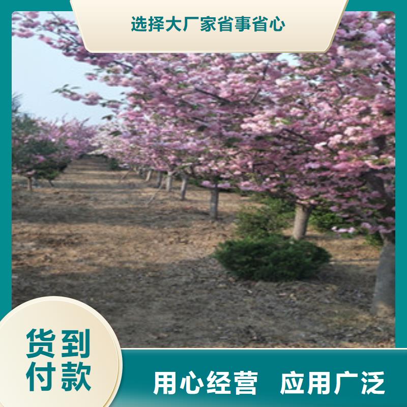 樱花【国槐】厂家现货供应