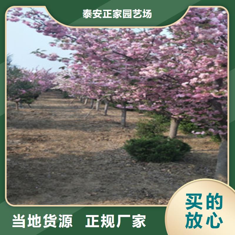 【樱花占地果树现货交易】