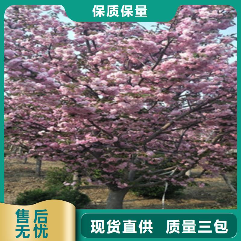 樱花占地果树源头厂商