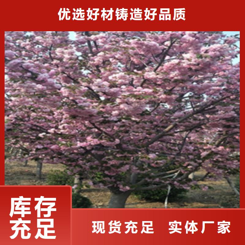 樱花核桃苗樱花苗长果桑树苗产品性能