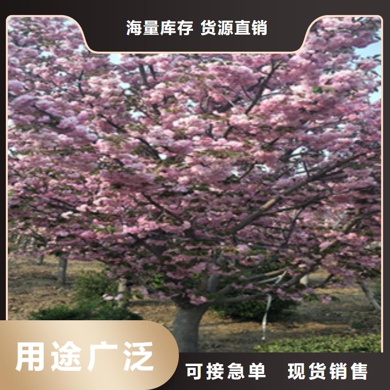 樱花【国槐】厂家现货供应
