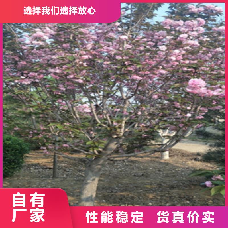 樱花【国槐】厂家现货供应