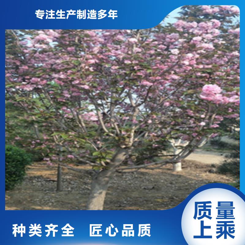 【樱花占地果树现货交易】