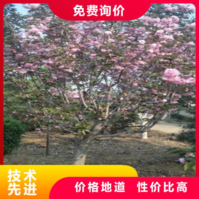 樱花核桃苗樱花苗长果桑树苗产品性能